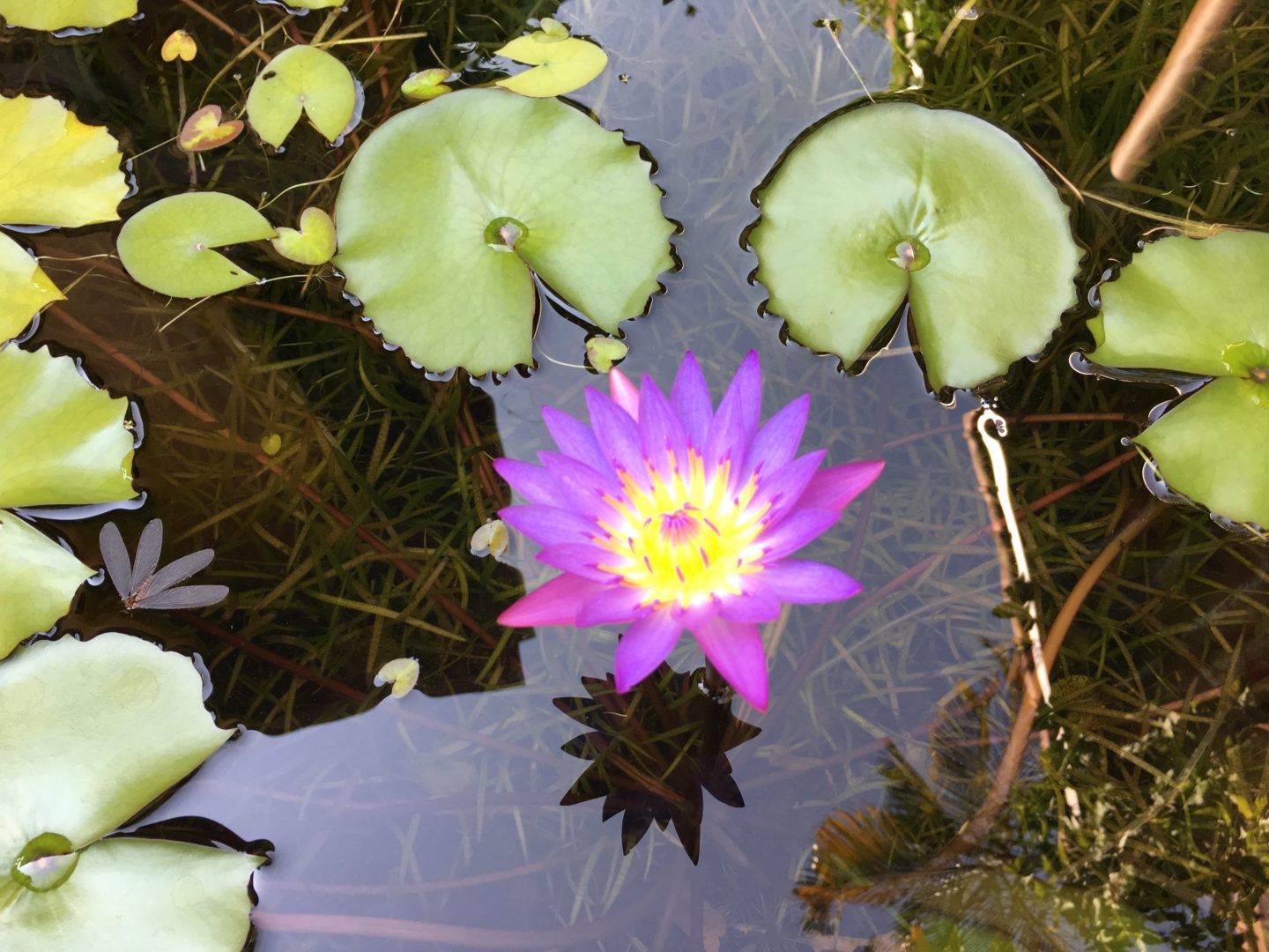 Camphill Movement Group Jahrestreffen 2019 in Vietnam Section for